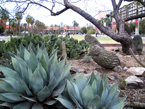 View of Old Main from the Cactus Garden